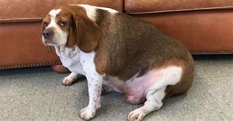 bbw bigle